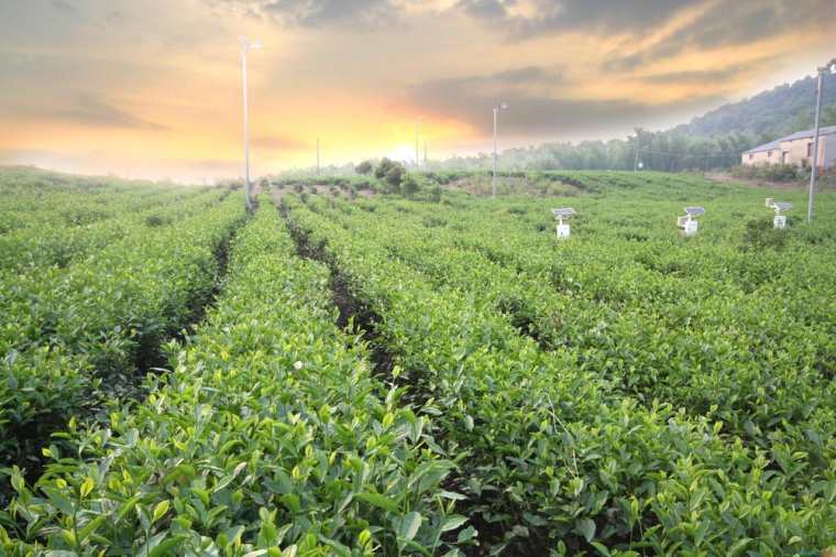 关于茶马古道的文化介绍