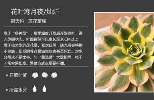 多肉植物哪种比较可爱_多肉植物哪几种好养