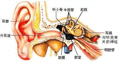 造成中耳炎的原因_引起中耳炎的原因