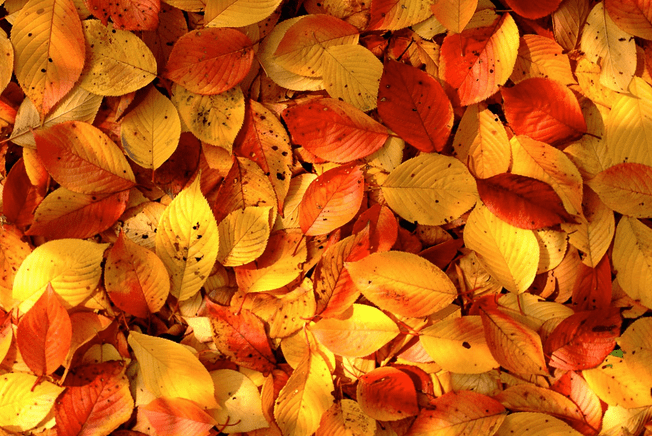 描写秋季的优美句子 形容秋季美景的优美句子