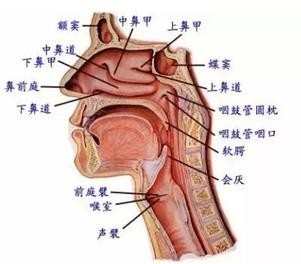 解我们的发声机制 正确的唱歌发声原理和方法介绍