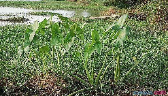 独角莲的用法、功效与作用