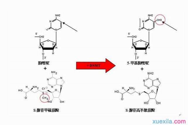 什么是表观遗传 表观遗传的特点