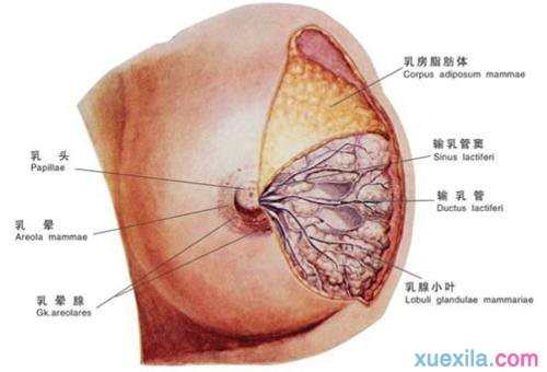 乳腺炎如何去预防 预防乳腺炎的方法