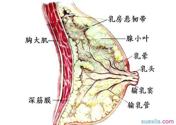 治疗乳腺小叶增生的方法