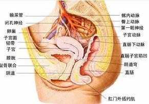 直肠息肉是怎样形成的