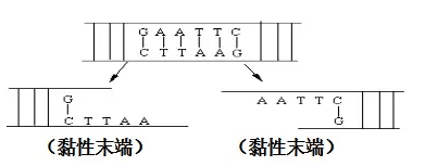 生物必修二第六章知识点总结