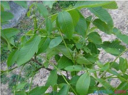 核桃种植浇水的技术方法