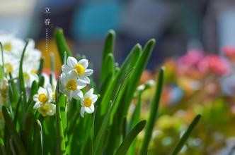 春节养生菜单_春节养生的食谱