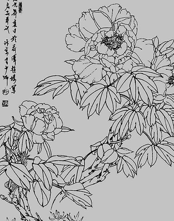 牡丹花工笔画欣赏_牡丹花简单工笔画