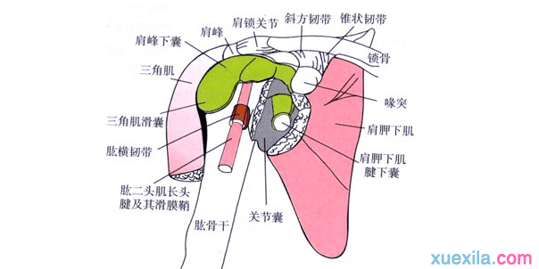 肩周炎怎么治疗_如何治疗肩周炎