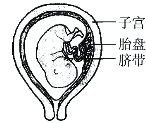 初三第一学期期中联考生物卷