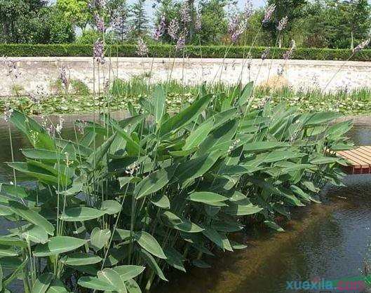 再力花怎么养 再力花的花语