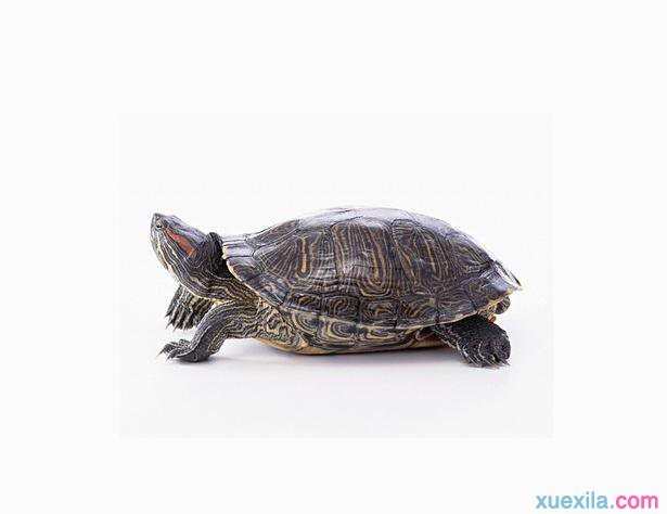 乌龟冬眠后怎么养 乌龟的生活习性