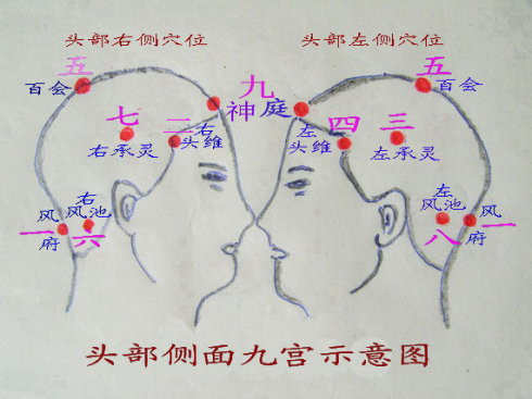 头部养生经络图_头部养生穴位按摩图
