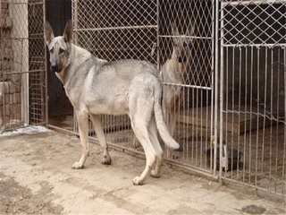 狼青幼犬饲养方法