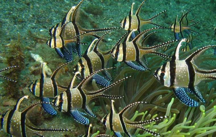 冀教版七年级生物复习资料