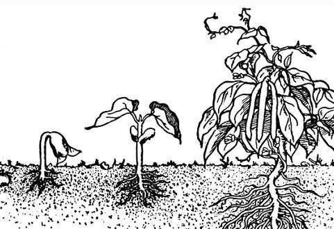 植物生长过程简笔画图片