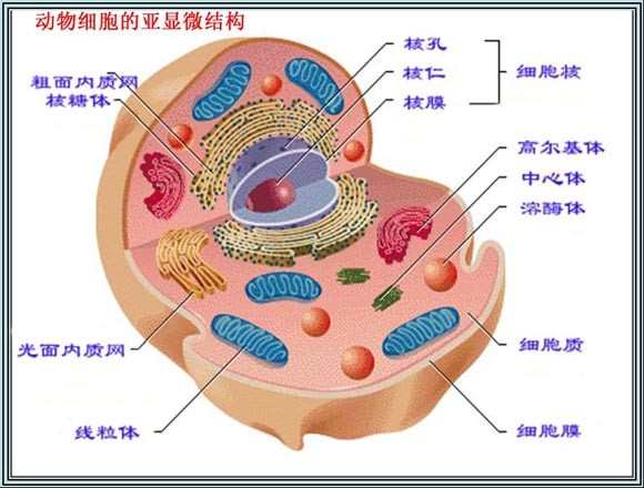 高一生物《细胞的多样性和统一性》知识点总结