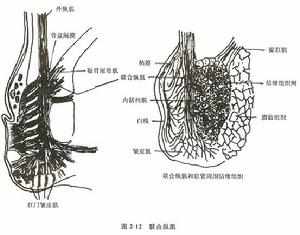 盆腔炎吃什么药效果好_治疗盆腔炎的药物