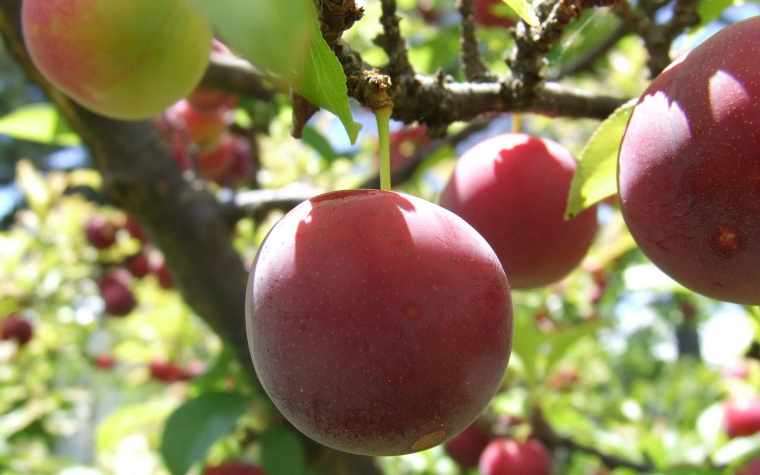 桃子属于酸性还是碱性 桃子是不是碱性水果