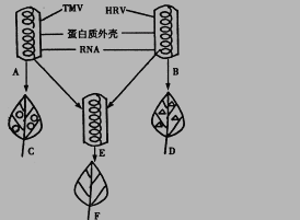 高一生物必修2《遗传的物质基础》测试试卷