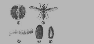 初二上册生物《动物的发育》测试试题