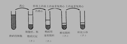 高一生物必修1细胞器—系统内的分工合作测试试题