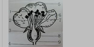 初二上学期生物期末考试试卷