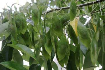 海南黄花梨树苗种植方法