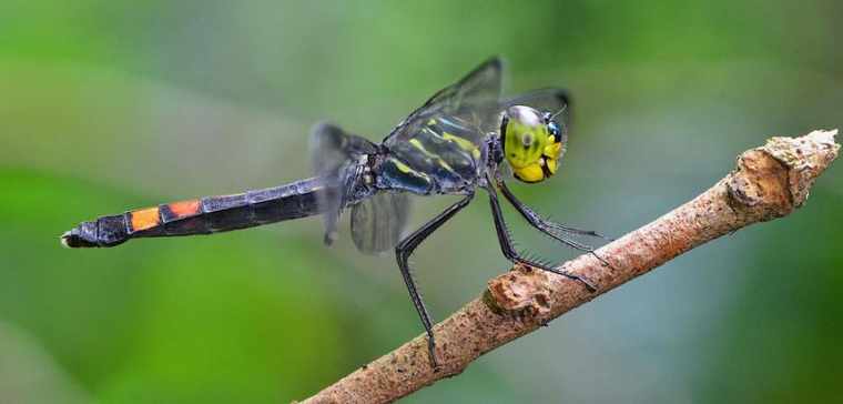 人教版七年级下册生物教案