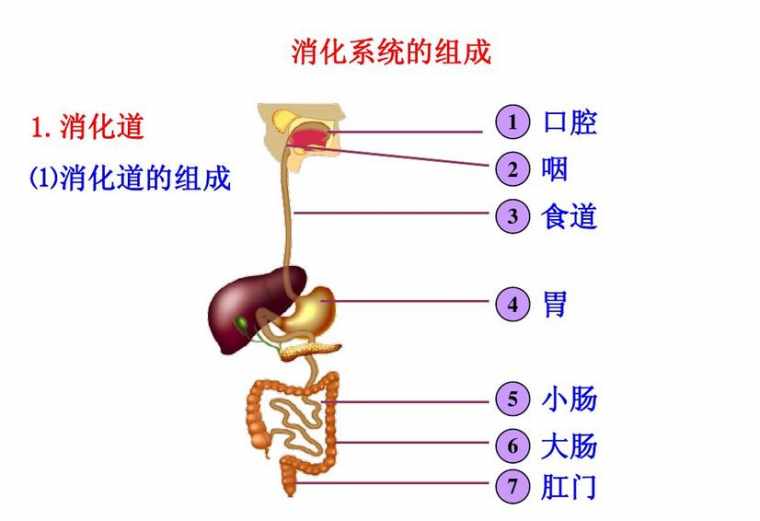 人教版七年级下册生物书内容图片