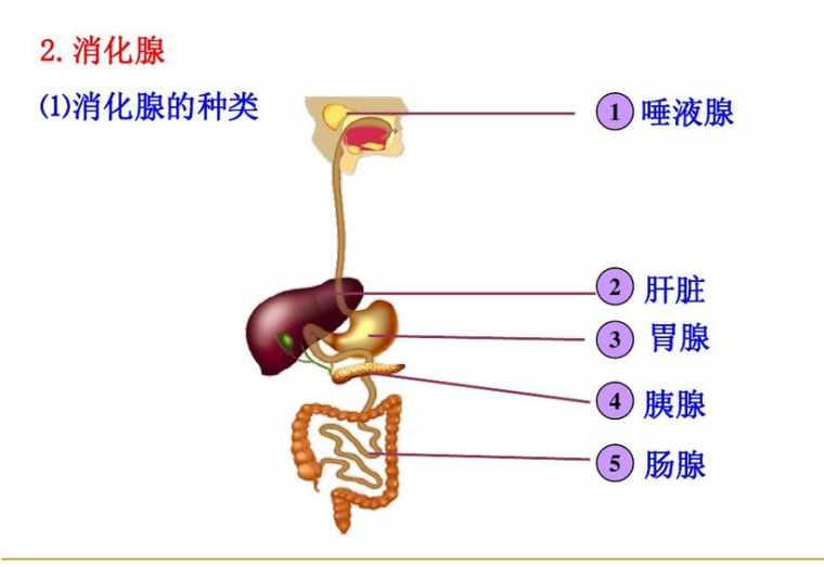 人教版七年级下册生物书内容图片