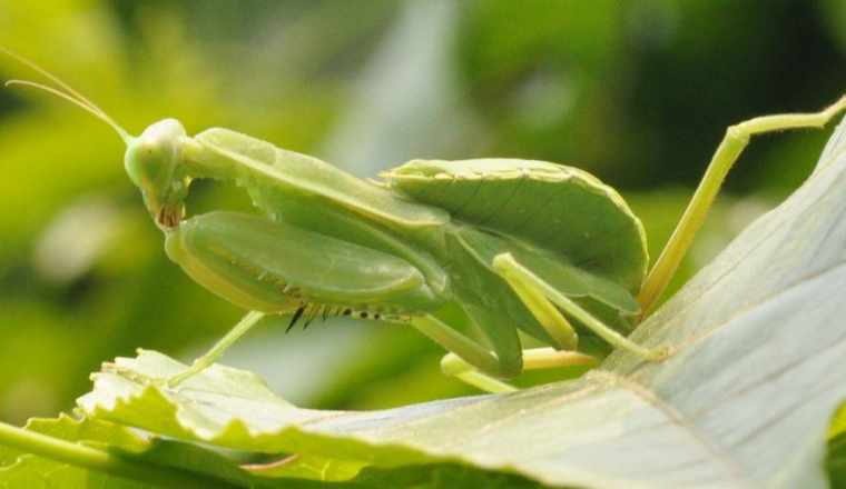 七年级下册生物教科书知识点