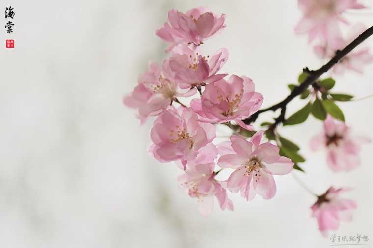 海棠花花语是什么意思