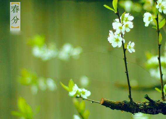 春分节气有哪些习俗 春分的习俗