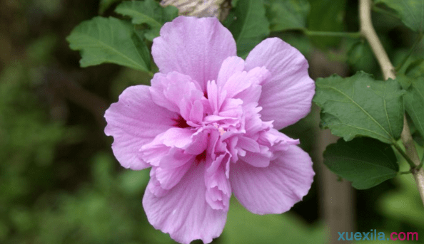 木槿花花语是什么意思