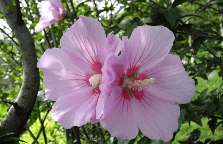 木槿花语是什么