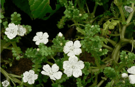 粉蝶花花语是什么