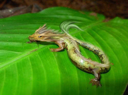 生物七年级下册苏教版的课文内容