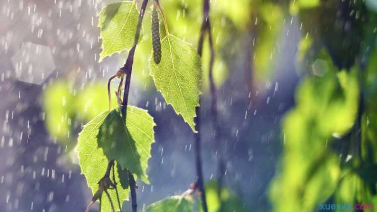 学生写雨景的作文