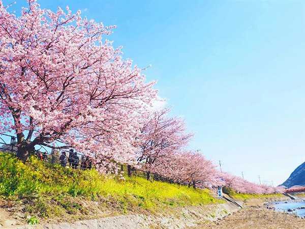 2017日本樱花什么时候开 日本樱花2017时间预测 日本樱花2017年花期