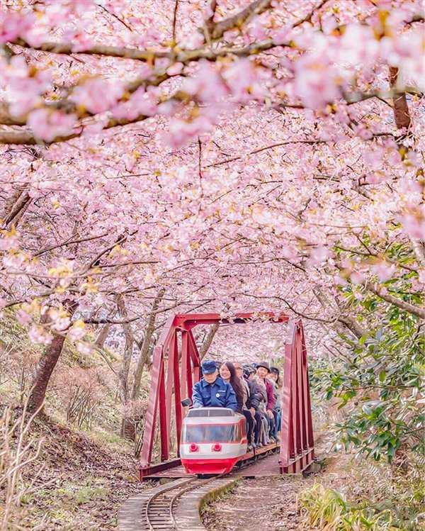 2017日本樱花什么时候开 日本樱花2017时间预测 日本樱花2017年花期