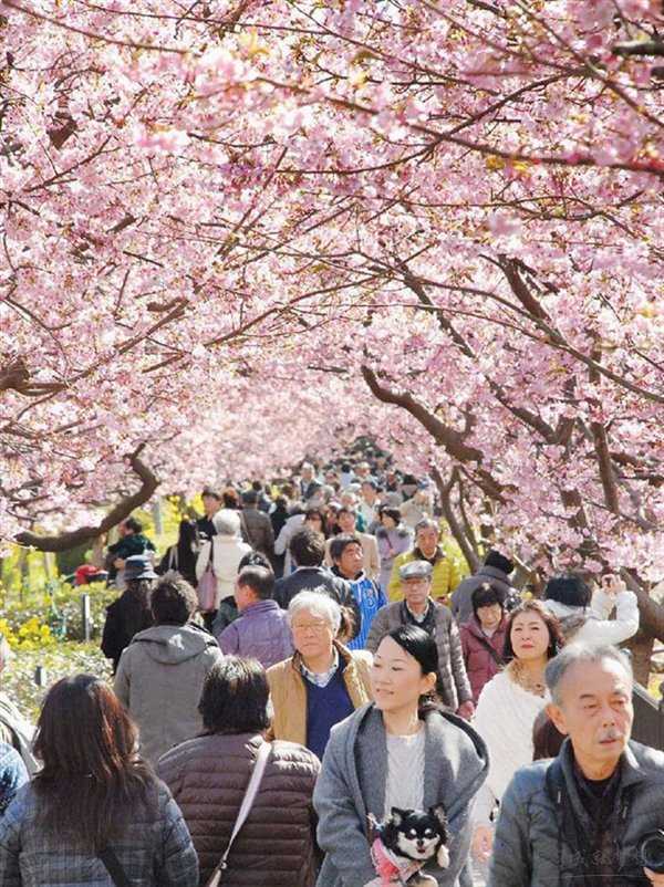 2017日本樱花什么时候开 日本樱花2017时间预测 日本樱花2017年花期