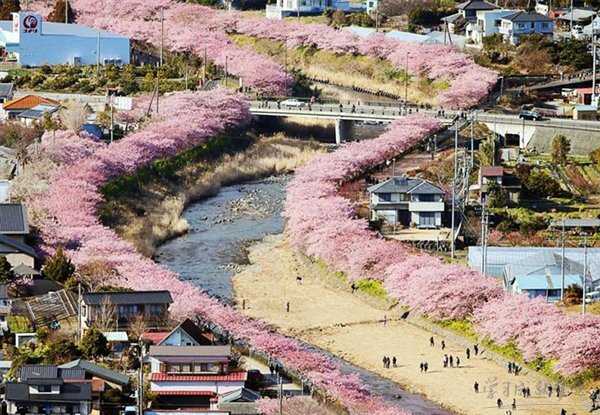 2017日本樱花什么时候开 日本樱花2017时间预测 日本樱花2017年花期