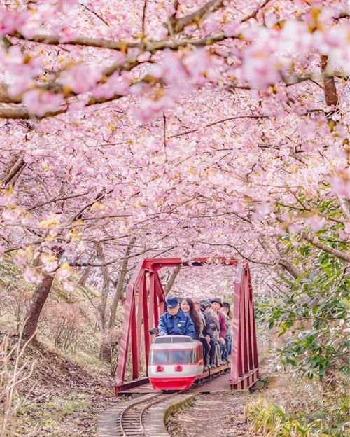 2017日本樱花什么时候开 日本樱花2017时间预测 日本樱花2017年花期