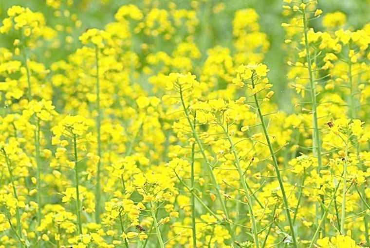 婺源油菜花什么时候开_婺源油菜花最佳赏花时间