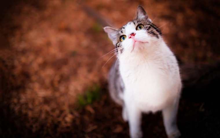 超萌猫猫动物画桌面壁纸图片 可爱喵星人高清壁纸图