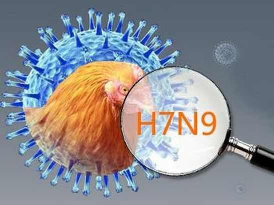 怎样预防h7n9禽流感