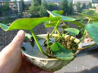 如何种植碗莲_怎么种植碗莲